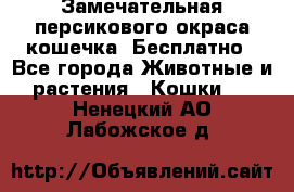 Замечательная персикового окраса кошечка. Бесплатно - Все города Животные и растения » Кошки   . Ненецкий АО,Лабожское д.